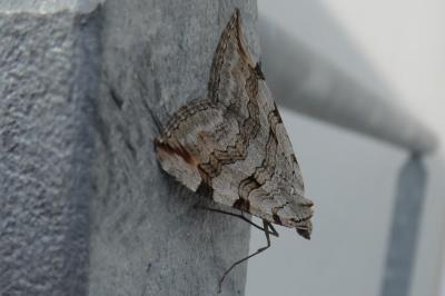 <i>Aplocera plagiata</i>