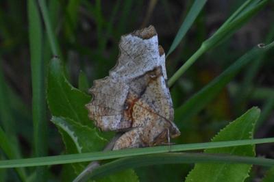 <i>Selenia lunularia</i>