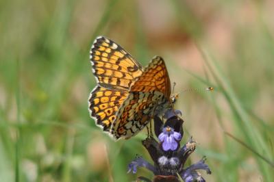 <i>Melitaea cinxia</i>