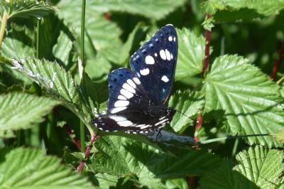 <i>Limenitis reducta</i>