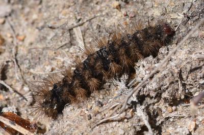<i>Arctia villica</i>