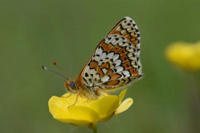 <i>Melitaea cinxia</i>