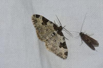 <i>Xanthorhoe fluctuata</i>