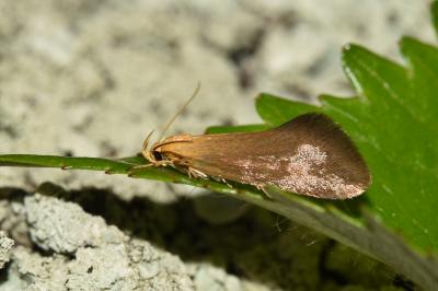 <i>Crassa tinctella</i>