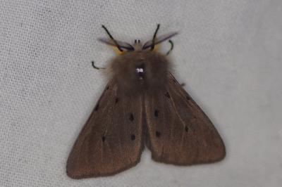 <i>Diaphora mendica</i>