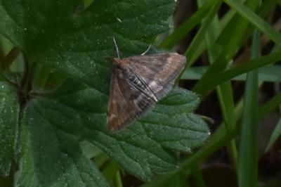 <i>Pyrausta despicata</i>