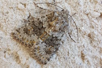 <i>Hecatera dysodea</i>