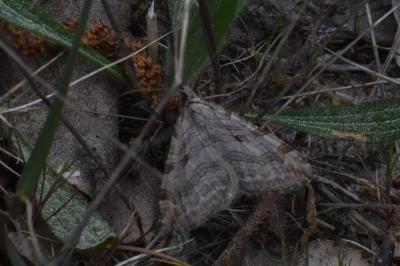 <i>Aplocera plagiata</i>