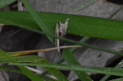 <i>Ancylis apicella</i>