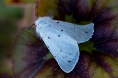 <i>Diaphora mendica</i>