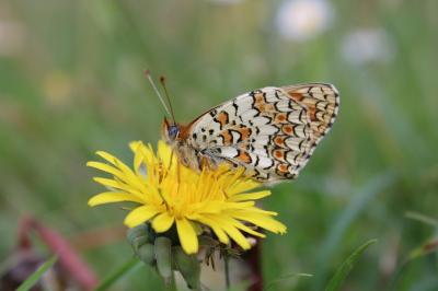 <i>Melitaea phoebe</i>