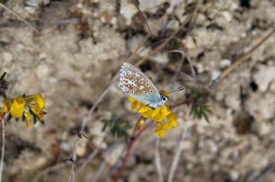 <i>Lysandra bellargus</i>