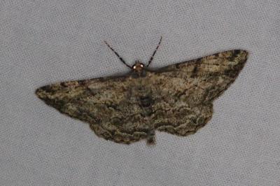<i>Peribatodes rhomboidaria</i>
