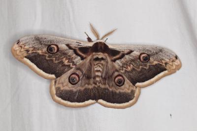 <i>Saturnia pyri</i>