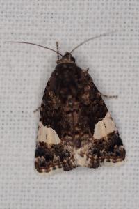 <i>Tyta luctuosa</i>