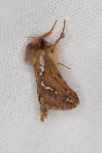 <i>Korscheltellus lupulinus</i>