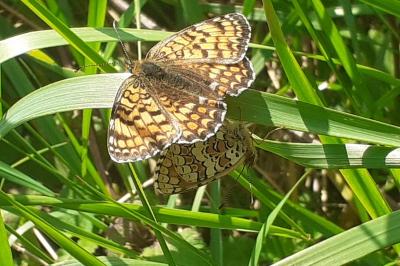 <i>Melitaea phoebe</i>