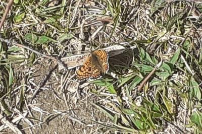 <i>Melitaea cinxia</i>