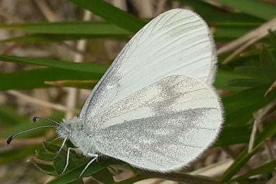 <i>Leptidea sinapis</i>