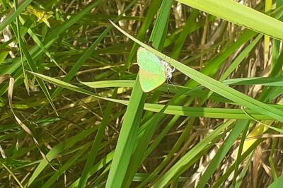 <i>Callophrys rubi</i>