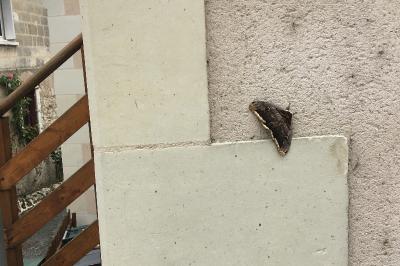 <i>Saturnia pyri</i>