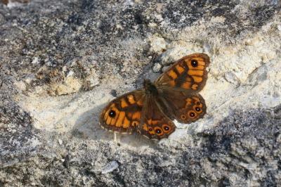 <i>Lasiommata megera</i>