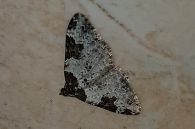 <i>Xanthorhoe fluctuata</i>