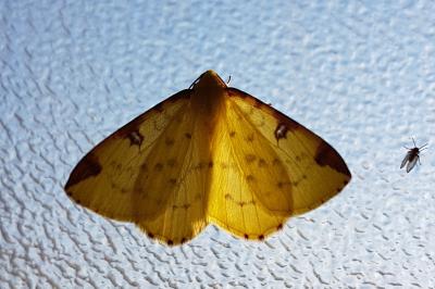 <i>Opisthograptis luteolata</i>