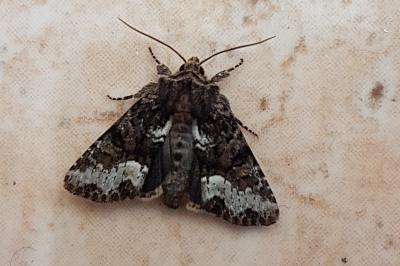 <i>Oligia</i>
