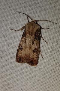 <i>Agrotis puta</i>