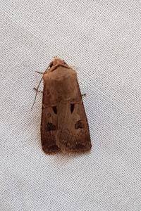<i>Agrotis exclamationis</i>