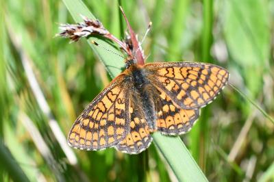 <i>Euphydryas aurinia</i>