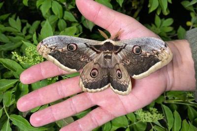 <i>Saturnia pyri</i>