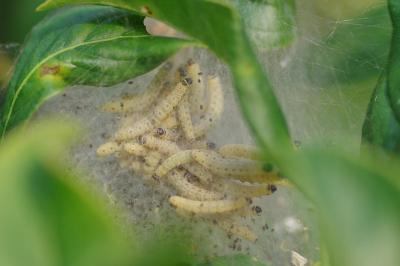 <i>Yponomeuta</i>