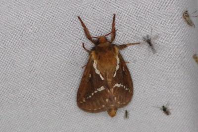 <i>Korscheltellus lupulinus</i>