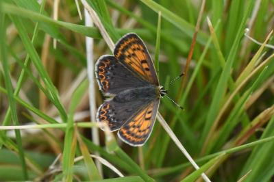 <i>Lycaena tityrus</i>