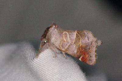 <i>Clostera pigra</i>