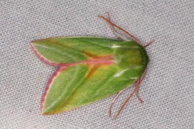 <i>Pseudoips prasinanus</i>