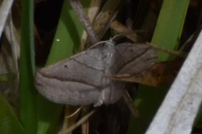 <i>Scotopteryx</i>