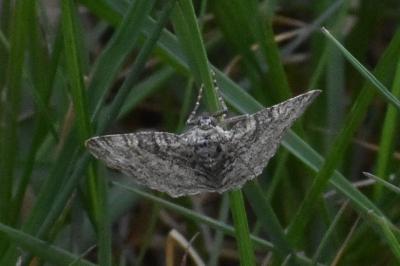 <i>Lobophora halterata</i>