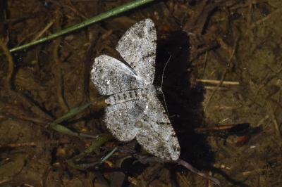 <i>Peribatodes rhomboidaria</i>