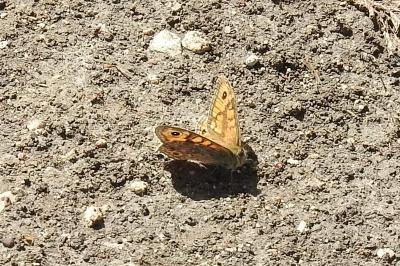 <i>Lasiommata megera</i>