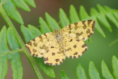 <i>Pseudopanthera macularia</i>