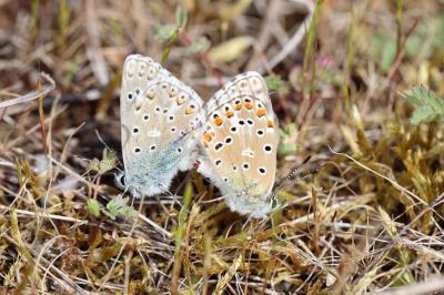 <i>Lysandra bellargus</i>