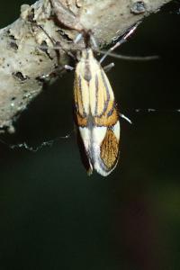 <i>Alabonia geoffrella</i>