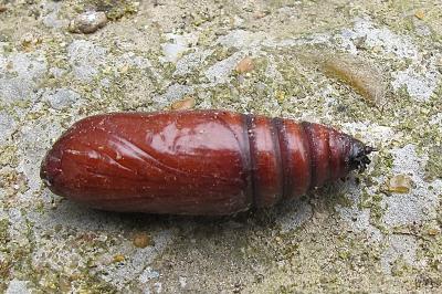 <i>Noctua</i>