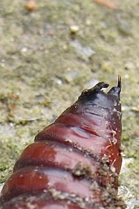 <i>Noctua</i>