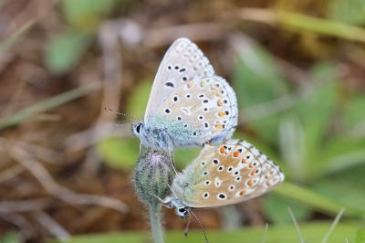 <i>Lysandra bellargus</i>