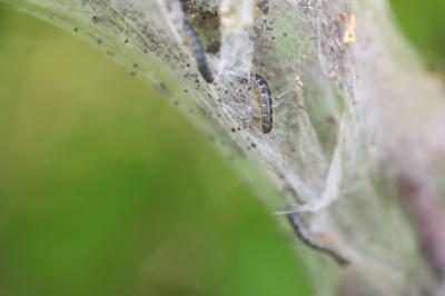 <i>Eriogaster lanestris</i>