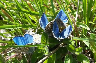 <i>Lysandra bellargus</i>